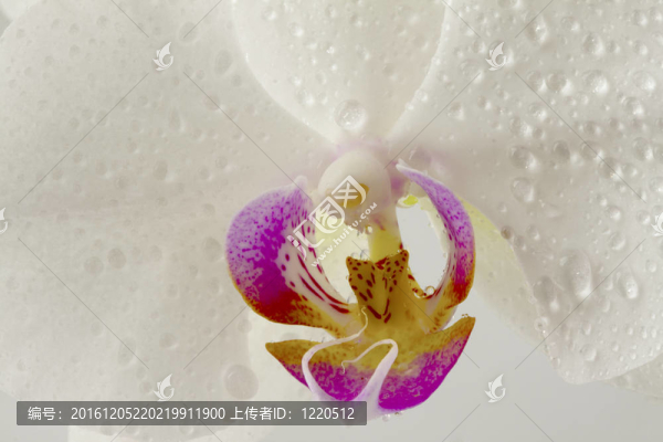 蘭花