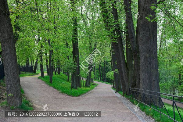 在Peterhof的公園