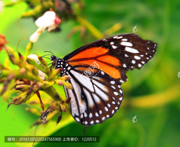 蝴蝶花