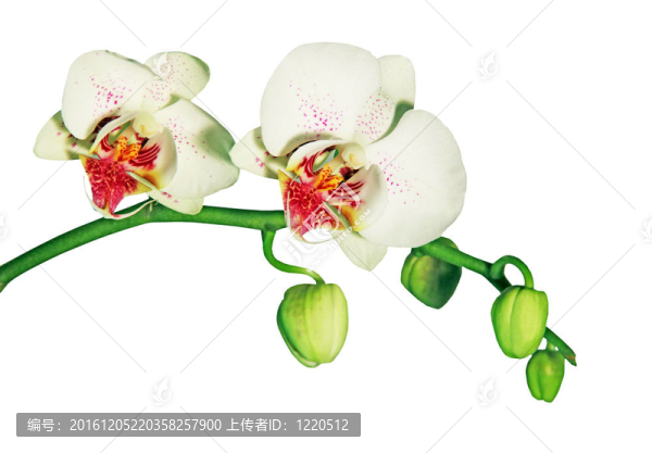 白蘭花