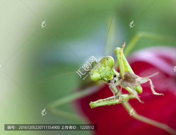 螳螂