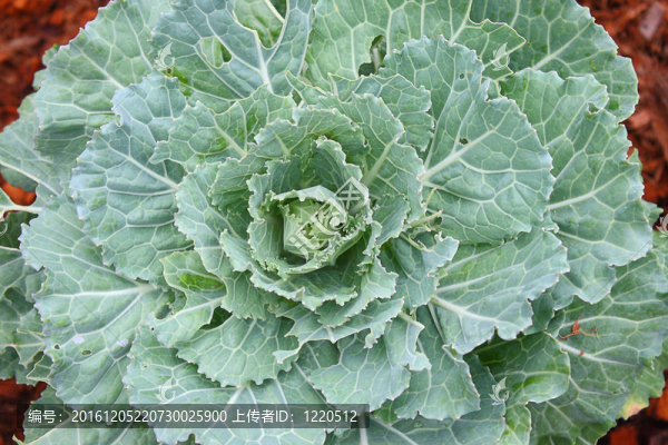 甘藍(lán)菜
