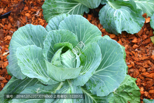 甘藍(lán)菜