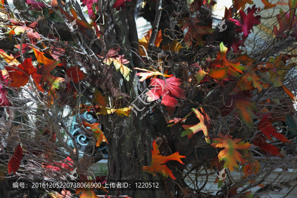 風(fēng)景如畫的楓樹(shù)