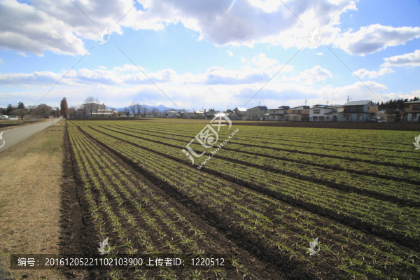 日本場和藍色的天空