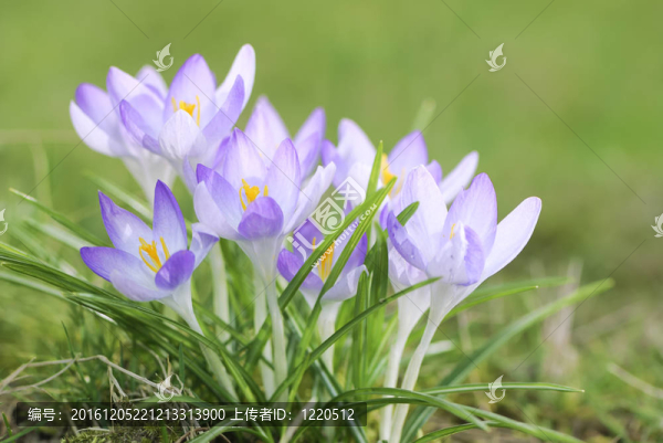 春天的花朵