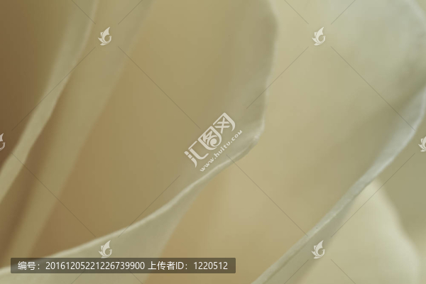 白玫瑰的宏