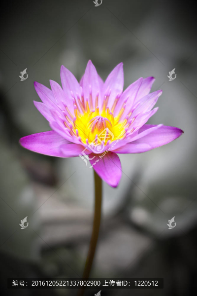 蓮花
