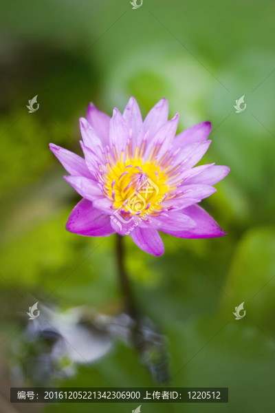 蓮花