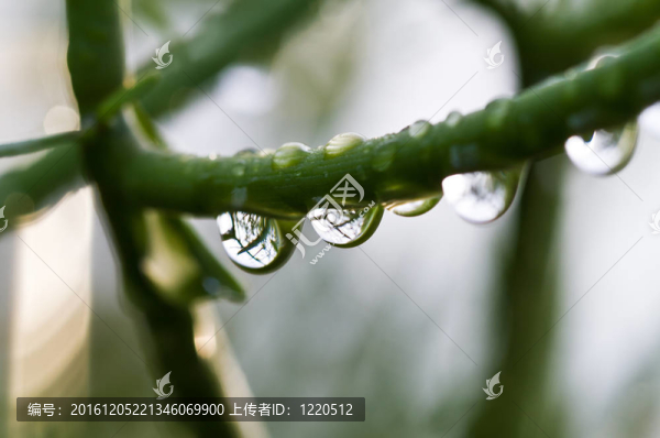 在早晨清新的雨滴