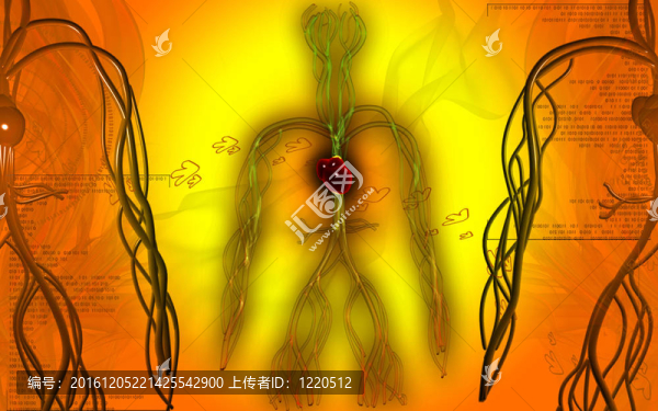 血管系統(tǒng)