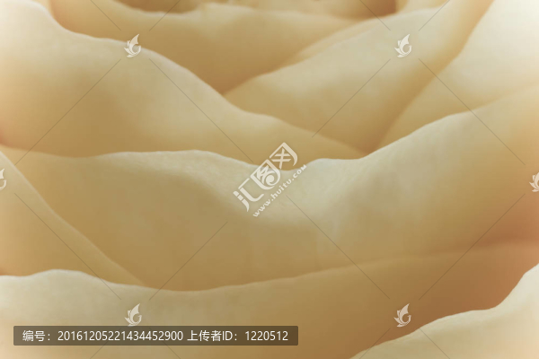 白玫瑰的宏