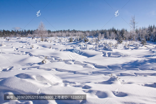 在山上新鮮的雪