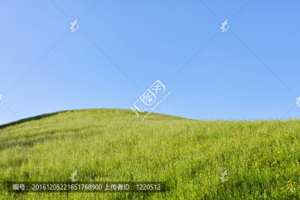 綠色的田野