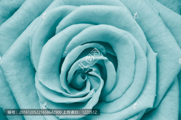 玫瑰花瓣