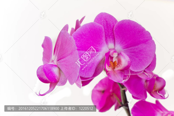 粉紅色的蘭花