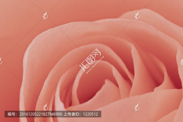 粉紅玫瑰的宏