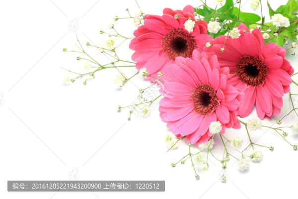 非洲菊