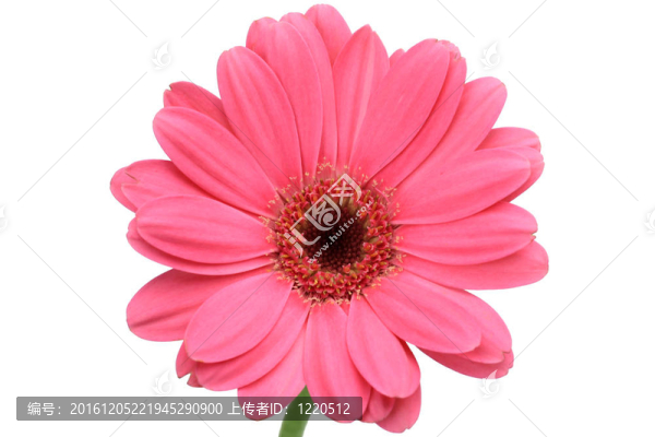 非洲菊