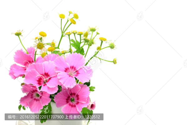 康乃馨和小菊