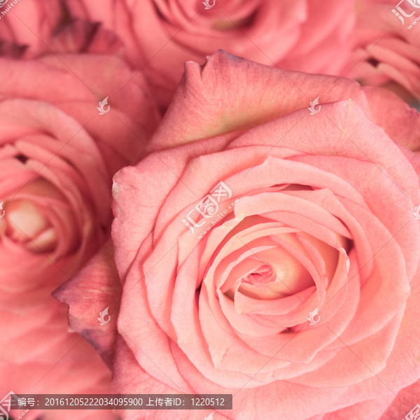 玫瑰花束