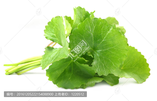 中藥thankuni葉