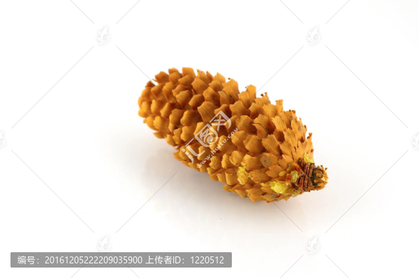 冷杉球果在白