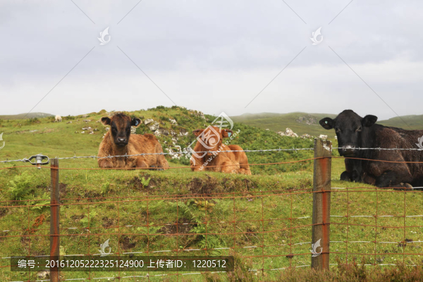 蘇格蘭高原牛