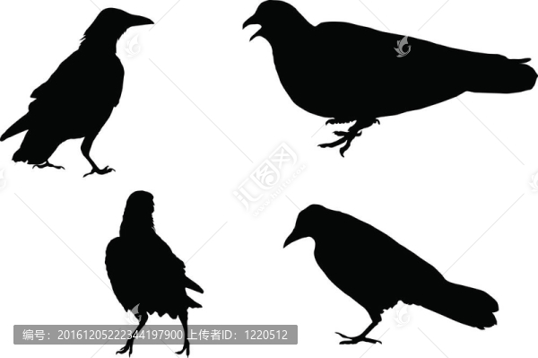 鴿子和三只烏鴉；輪廓