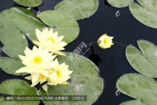 水百合