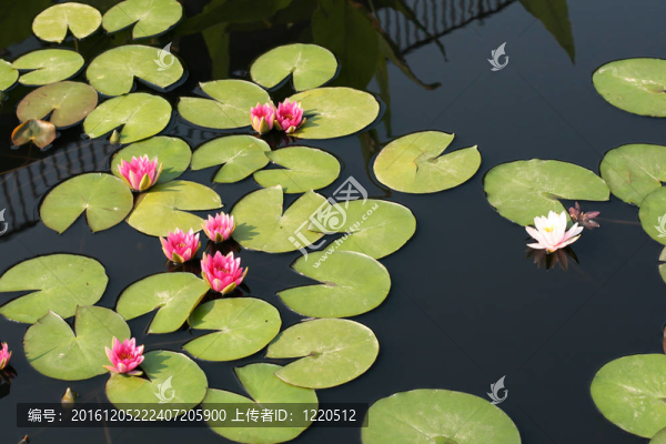 水百合