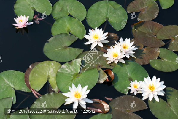 水百合