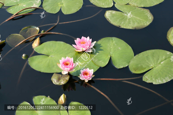 水百合