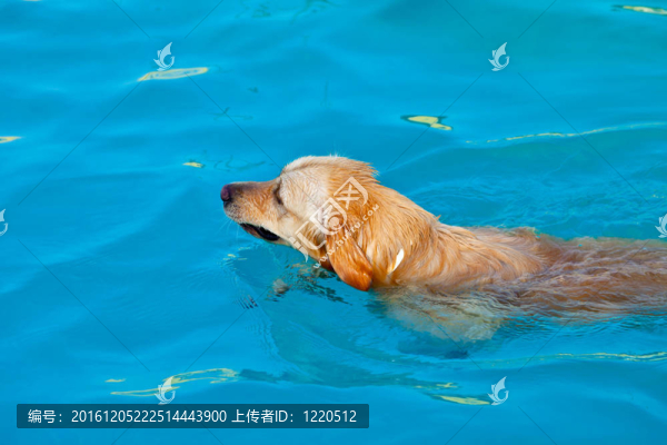 金毛游泳