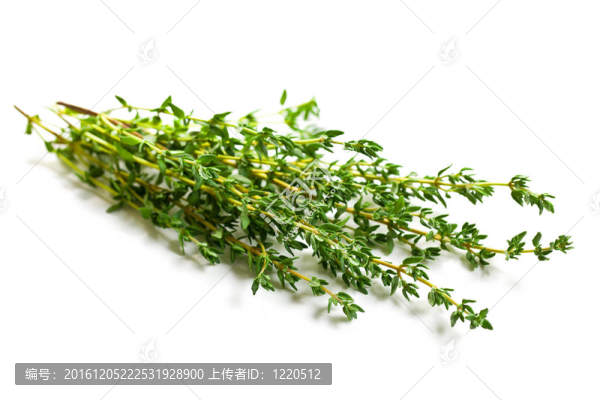 百里香草
