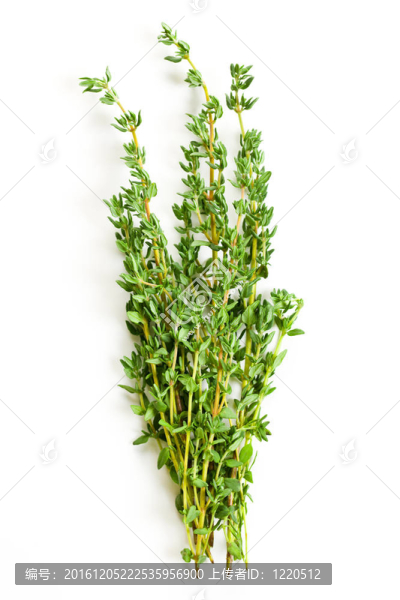 百里香草