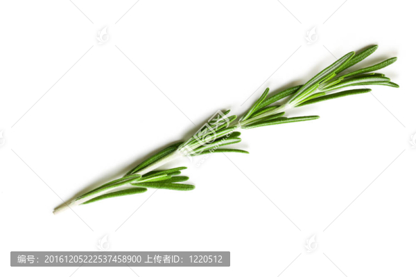 新鮮的迷迭香