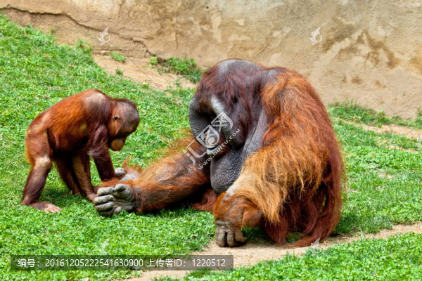 猩猩的Borneo；Pongo,Pygmaeus