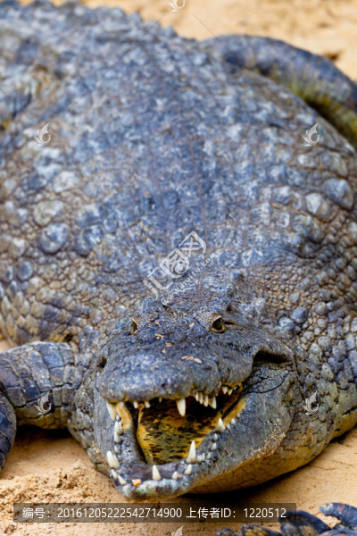 尼羅河鱷魚；Crocodylus,niloticus