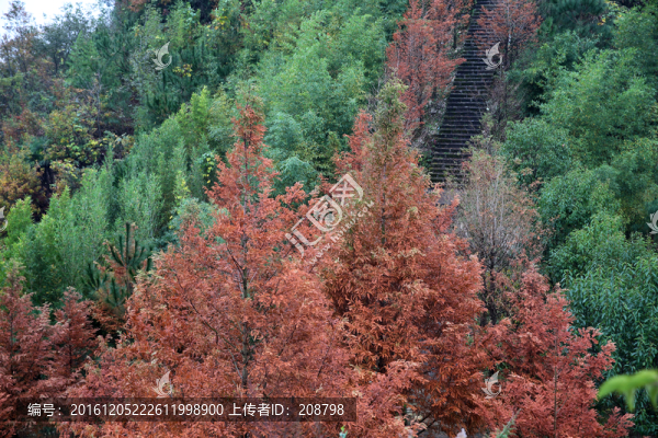 紅色樹林