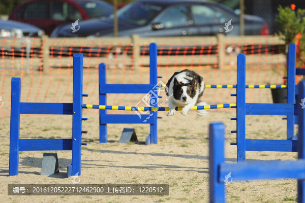 邊境牧羊犬敏捷性測試