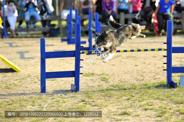 邊境牧羊犬敏捷性測試