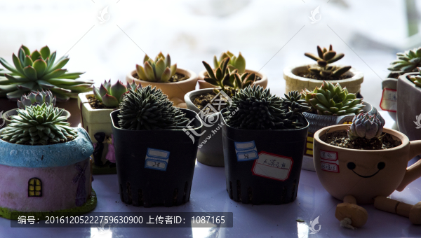 多肉植物