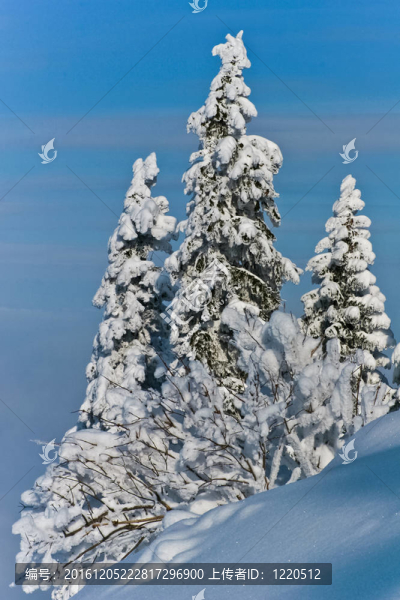 雪樹