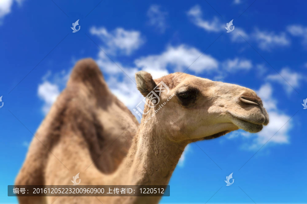 駱駝的頭與天空背景