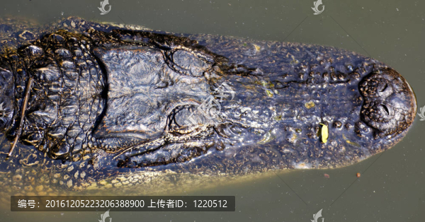 關(guān)閉了在水中的鱷魚的頭