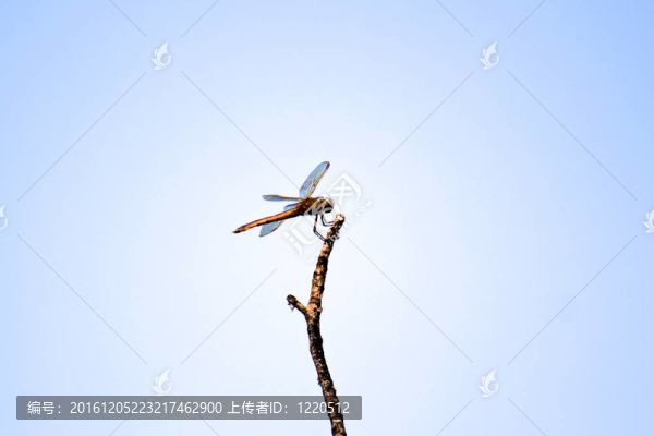 蜻蜓