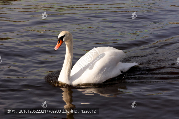天鵝滑過的水