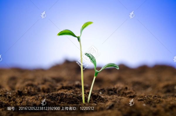 新生命觀中的綠色苗木