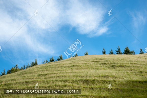 長滿草的山坡上。